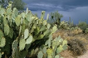 Images Dated 28th July 2004: Prickly Pear Cactus Southeast Arizona