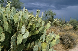 Images Dated 28th July 2004: Prickly Pear Cactus Southeast Arizona