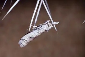 Prickly Pear Moth - Adult resting on spine of prickly pear. Introduced from South America to control prickly pear (Opuntia) infestations. Occurs in Valley Bushveld and other arid areas where prickly pears occur