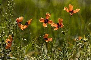 Arable Weed Gallery: Prickly Poppy - in flower. Rare arable weed in UK