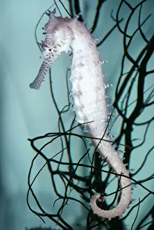 Prickly Seahorse KEL 842 Gulf of Thailand, Indo-Pacific Hippocampus histrix © Ken Lucas / ARDEA LONDON