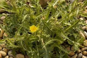 Images Dated 2nd July 2006: Prickly sow-thistle