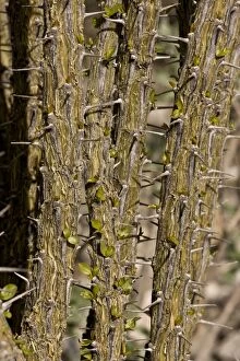 Prickly stems of Ocotillo - showing new leaf growth