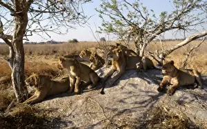 Pride of Lions CRH 900 Scanning for prey from termite mound - Moremi, Botswana. Panthera leo © Chris Harvey / ARDEA LONDON