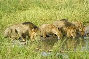 Pride of lions - drinking at artificial waterhole