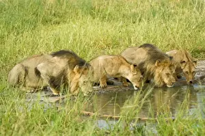 Pride Prints: Pride of lions - drinking at artificial waterhole - Kalahari - Botswana