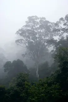 Primary rainforest in the mist at dawn, river Danum Valley Conservation Area, Sabah, Borneo, Malaysia; June. Ma39. 3240