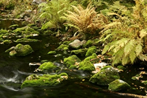 Images Dated 29th September 2005: Primeval forest with brook in autumn Fulufjaellet National Park, Dalarna region, Sweden