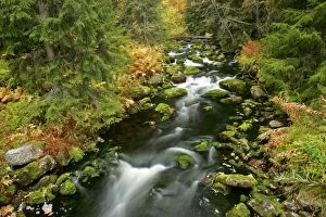 Images Dated 29th September 2005: Primeval forest with brook in autumn Fulufjaellet National Park, Dalarna region, Sweden