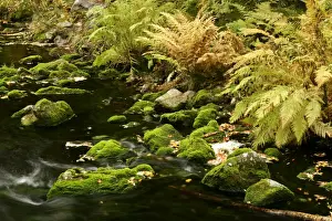 Brook Prints: Primeval forest with brook in autumn Fulufjaellet National Park, Dalarna region, Sweden