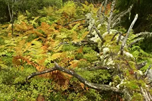 Decay Prints: Primeval forest with multicoloured ferns and rotting log Fulufjaellet National Park
