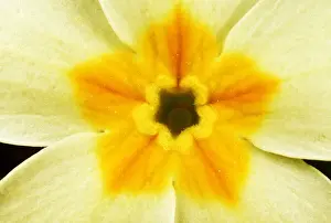 Primrose Prints: Primrose - yellow flower centre close-up