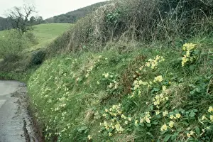 Primroses on Exmoor laneside Nr. Selworthy