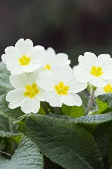 Images Dated 25th March 2012: Primroses - Spring