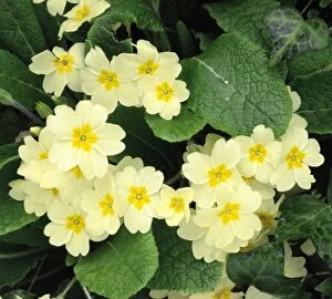 Easter Collection: Primroses - spring Dorest hedgebank, UK