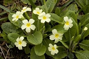 Images Dated 15th April 2006: Primroses in spring, Primula vulgaris