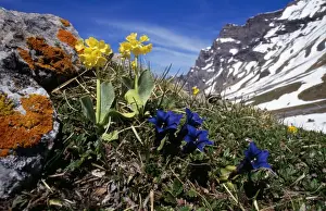 Gentian Prints: Primula auricula - & Gentiana kochiana Swiss Alps
