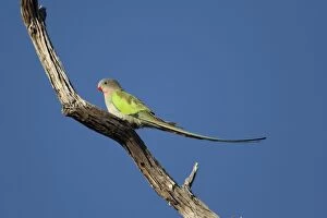 Princess Parrot - on dead tree branch