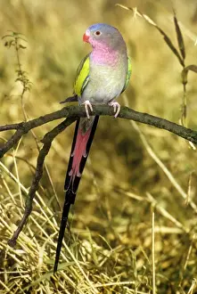 Princess of Wales Parrot