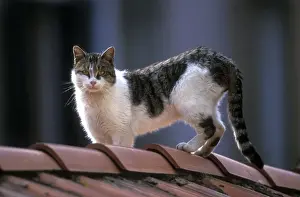 Roofs Prints: Cat