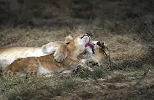Lick Prints: Lion