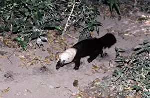 Tayra
