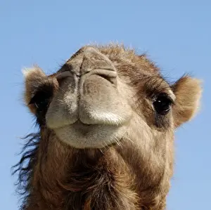 Camels Prints: Camel