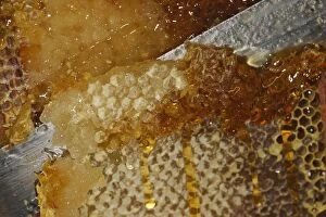 Beekeeping Gallery: Prise du miel dans la mielerie
