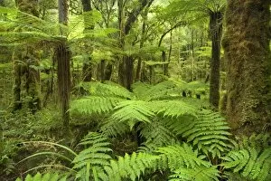 South Island Collection: pristine rainforest with many tree fern and lush moss- and lichen-covered native trees along path