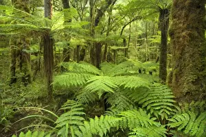 South Island Prints: pristine rainforest with many tree fern and lush moss