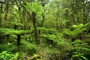 pristine rainforest - with many tree ferns and lush moss - and lichen-covered native trees along path to Moria Gate Arch