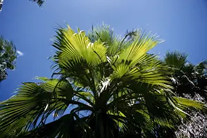 Hawaii Prints: Pritchardia Kaalae Hawaii