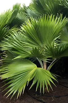 Canary Islands Prints: Pritchardia munroii - Botanical Gardens, Las Palmas, Gran Canaria