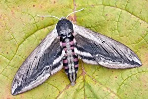 Images Dated 11th July 2011: Privet Hawk Moth at rest