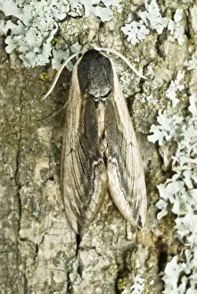 Hungary Prints: Privet hawk Resting on tree trunk Aggtelek National Park Hungary