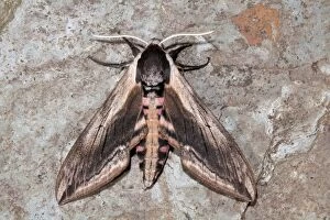Images Dated 18th June 2006: Privet Hawkmoth