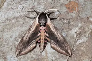 Privet Hawkmoth - Cornwall - UK