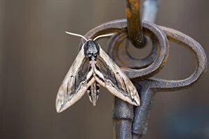Images Dated 9th July 2012: Privet Hawkmoth - Garden Ornament