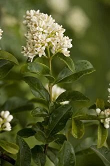 Insect Attracting Collection: Privet (Ligustrum vulgare). Widespread shrub in UK