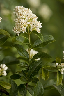 Images Dated 17th June 2006: Privet (Ligustrum vulgare). Widespread shrub in UK