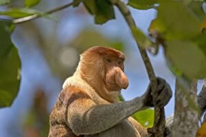 Images Dated 17th March 2014: Proboscis / Long-nosed Monkey