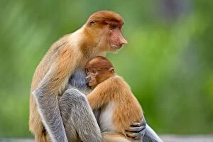 Images Dated 26th March 2014: Proboscis / Long-nosed Monkey - adult female and baby