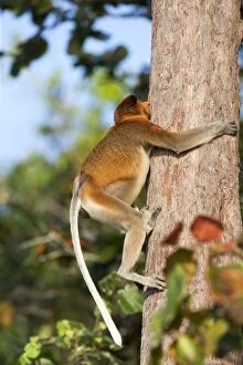 Proboscis / Long-nosed Monkey - climbing tree