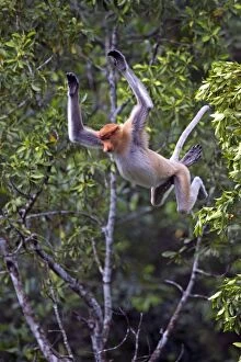 Proboscis / Long-nosed Monkey - in flight jumping