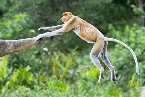 Proboscis / Long-nosed Monkey - jumping