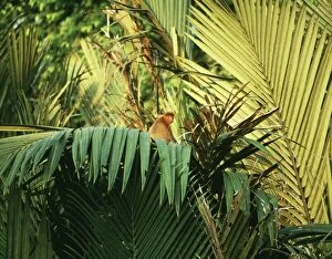 Proboscis / Long-nosed MONKEY - On Nipa Palm / Mangrove Palm (Nipa fruticans)