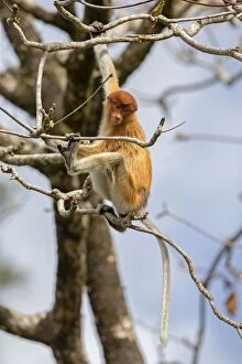 Proboscis / Long-nosed Monkey - young