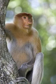 Images Dated 18th September 2011: Proboscis Monkey