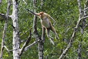 Images Dated 12th November 2011: Proboscis Monkey