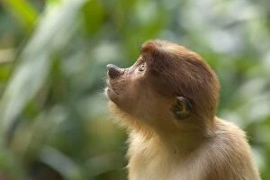 Images Dated 18th September 2011: Proboscis Monkey